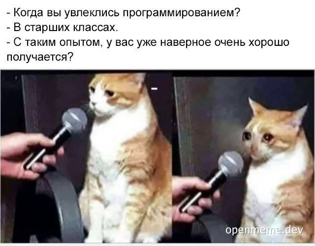 funny cat meme about programming experience