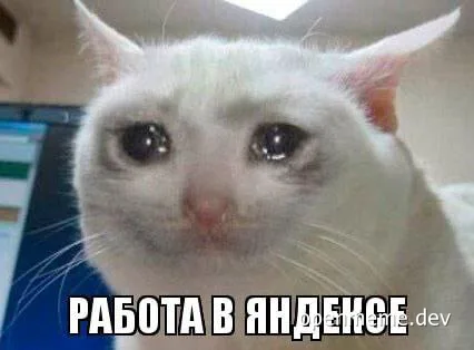 tired white cat with caption in russian