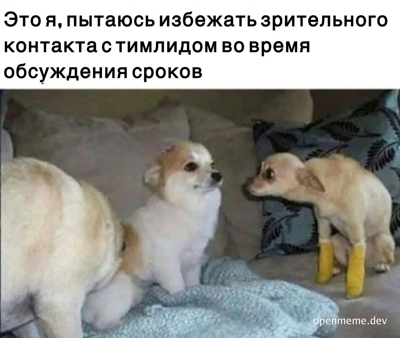 Two chihuahua dogs sitting on a couch with a caption about avoiding eye contact with a team lead during deadline discussions