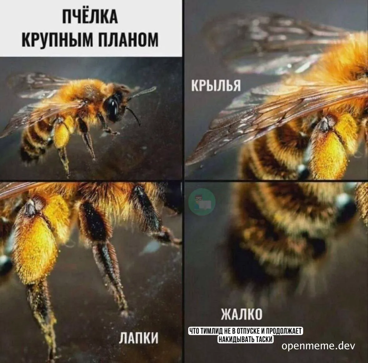 bee close-up meme with russian captions
