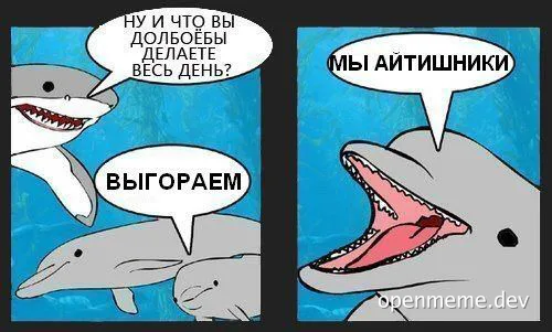 Dolphins talking about burnout