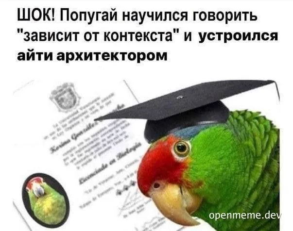 Parrot in graduation cap with certificate