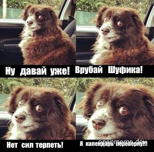 dog with wide eyes in a car