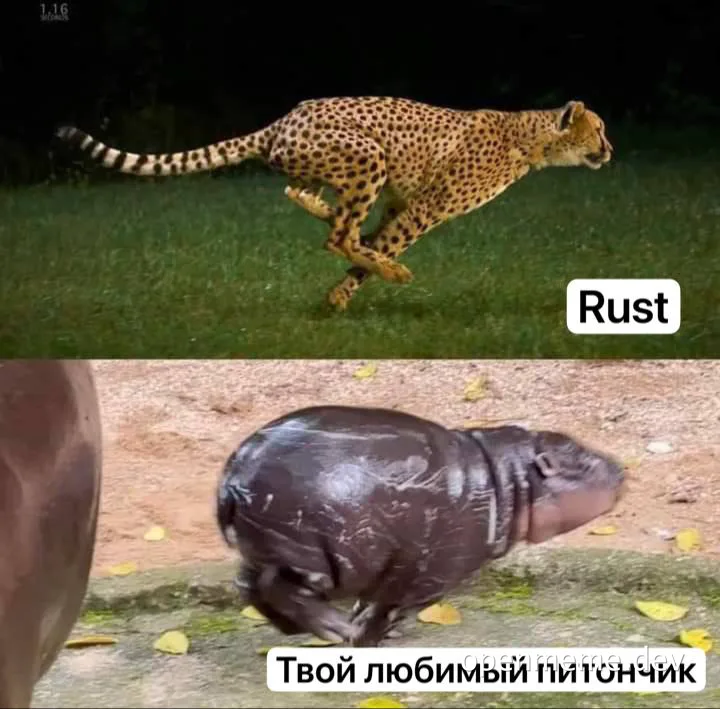 cheetah and hippopotamus meme comparing rust and python