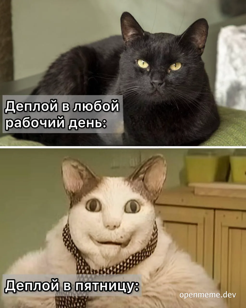 cat memes about deployment