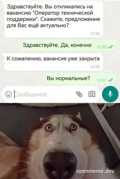 Surprised husky dog with shocked expression