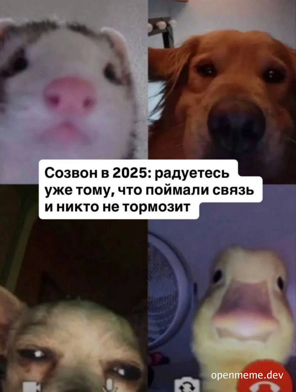 meme with animals looking surprised