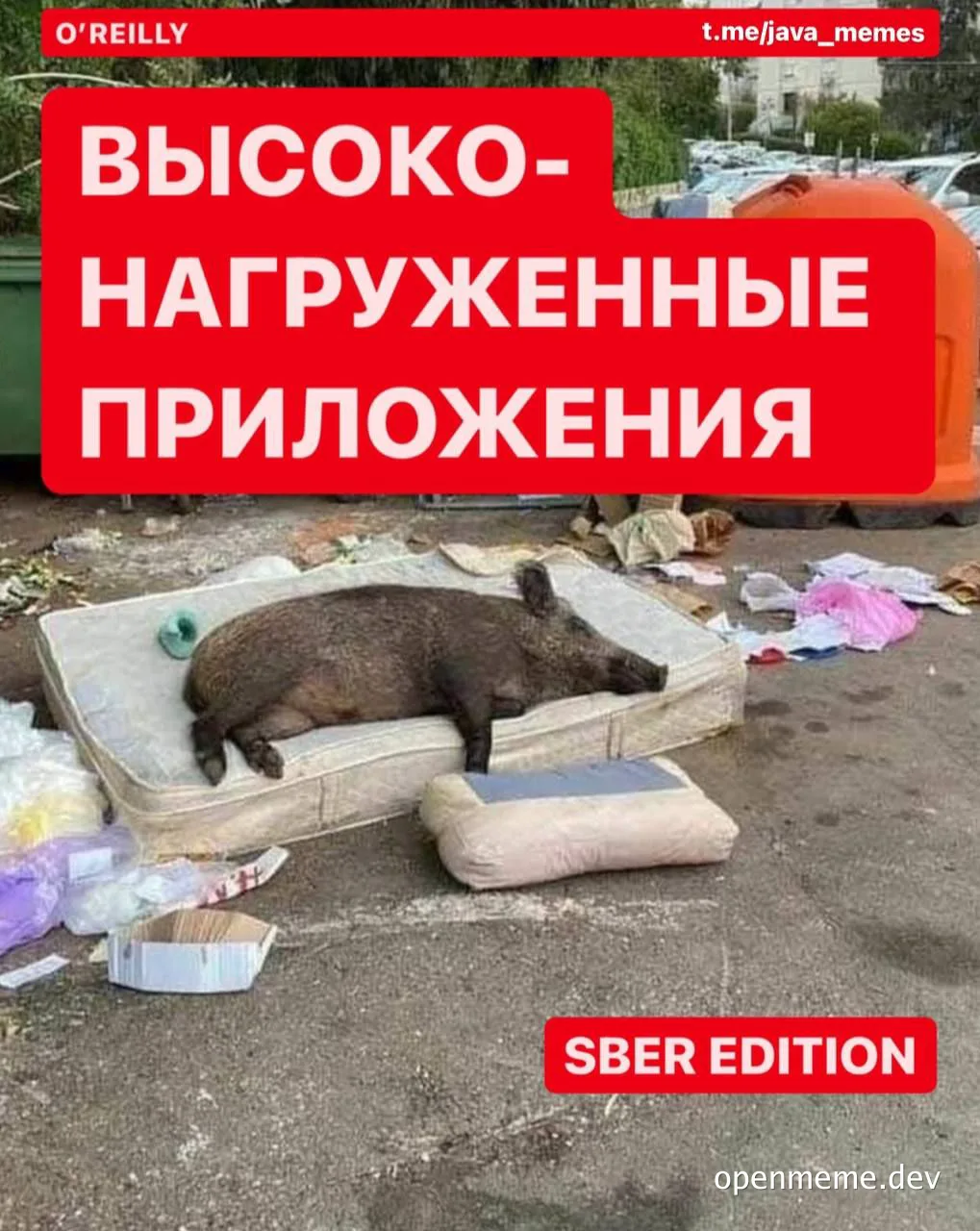 a boar lying on a dirty mattress on the street with a red text overlay